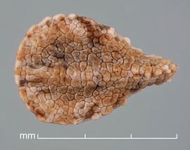   Fruit:   Amsinckia douglasiana ; Photo by D. Walters and C. Southwick, Table Grape Weed Disseminule ID
